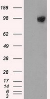 GRIPAP1 / GRASP1 Antibody - HEK293T cells were transfected with the pCMV6-ENTRY control (Left lane) or pCMV6-ENTRY GRIPAP1 (Right lane) cDNA for 48 hrs and lysed. Equivalent amounts of cell lysates (5 ug per lane) were separated by SDS-PAGE and immunoblotted with anti-GRIPAP1.