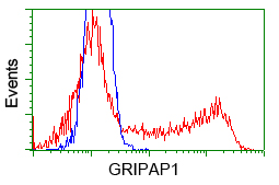 GRIPAP1 / GRASP1 Antibody - HEK293T cells transfected with either pCMV6-ENTRY GRIPAP1 (Red) or empty vector control plasmid (Blue) were immunostained with anti-GRIPAP1 mouse monoclonal, and then analyzed by flow cytometry.