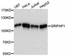GRIPAP1 / GRASP1 Antibody - Western blot analysis of extracts of various cell lines, using GRIPAP1 antibody at 1:3000 dilution. The secondary antibody used was an HRP Goat Anti-Rabbit IgG (H+L) at 1:10000 dilution. Lysates were loaded 25ug per lane and 3% nonfat dry milk in TBST was used for blocking. An ECL Kit was used for detection and the exposure time was 60s.