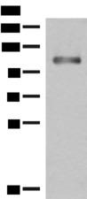 GRIPAP1 / GRASP1 Antibody - Western blot analysis of Human fetal liver tissue lysate  using GRIPAP1 Polyclonal Antibody at dilution of 1:550