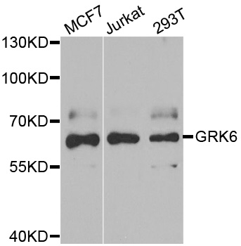 GRK6 Antibody - Western blot analysis of extracts of various cell lines.