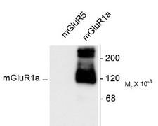 GRM1 / MGLUR1 Antibody - Western blot of 10 ug of HEK 293 cells expressing mGluR1a and mGluR5 showing the specific immunolabeling of the -125k monomer and the -250k dimer of mGluR1a. The mGluR1a antibody shows no reactivity toward mGluR5.