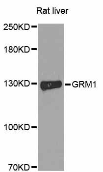 GRM1 / MGLUR1 Antibody - Western blot analysis of extracts of rat liver, using GRM1 antibody at 1:1000 dilution. The secondary antibody used was an HRP Goat Anti-Rabbit IgG (H+L) at 1:10000 dilution. Lysates were loaded 25ug per lane and 3% nonfat dry milk in TBST was used for blocking. An ECL Kit was used for detection and the exposure time was 90s.