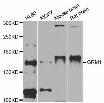 GRM1 / MGLUR1 Antibody - Western blot analysis of extracts of various cell lines, using GRM1 antibody at 1:1000 dilution. The secondary antibody used was an HRP Goat Anti-Rabbit IgG (H+L) at 1:10000 dilution. Lysates were loaded 25ug per lane and 3% nonfat dry milk in TBST was used for blocking. An ECL Kit was used for detection and the exposure time was 1s.