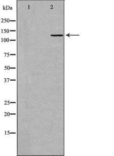 GRM1 / MGLUR1 Antibody - Western blot analysis of extracts of HeLa lysate using GRM1 antibody. The lane on the left is treated with the antigen-specific peptide.