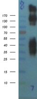 GRM1 / MGLUR1 Protein - Western validation with an anti-DDK antibody * L: Control HEK293 lysate R: Over-expression lysate
