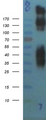 GRM1 / MGLUR1 Protein - Western validation with an anti-DDK antibody * L: Control HEK293 lysate R: Over-expression lysate