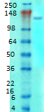 GRM1a / GRM5 Antibody - Western blot analysis of mGluR1-5 in rat brain membrane tissues, using a 1:1000 dilution of GRM1a / GRM5 antibody.  This image was taken for the unconjugated form of this product. Other forms have not been tested.