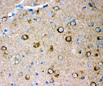 GRM2 / MGLUR2 Antibody - IHC-P: GLUR2 antibody testing of mouse brain tissue