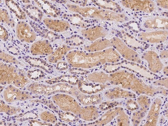 GRM2 / MGLUR2 Antibody - Immunochemical staining of human GRM2 in human kidney with rabbit polyclonal antibody at 1:100 dilution, formalin-fixed paraffin embedded sections.