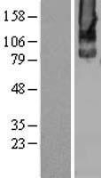 GRM2 / MGLUR2 Protein - Western validation with an anti-DDK antibody * L: Control HEK293 lysate R: Over-expression lysate