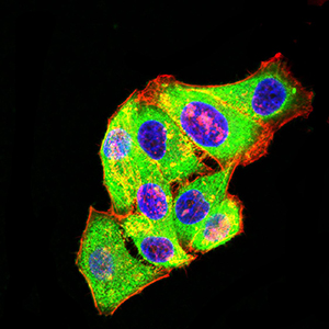 GRM3 / MGLUR3 Antibody - Immunofluorescence analysis of Hela cells using GRM3 mouse mAb (green). Blue: DRAQ5 fluorescent DNA dye. Red: Actin filaments have been labeled with Alexa Fluor- 555 phalloidin. Secondary antibody from Fisher