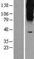 GRM3 / MGLUR3 Protein - Western validation with an anti-DDK antibody * L: Control HEK293 lysate R: Over-expression lysate