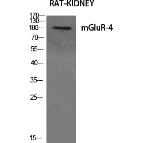 GRM4 / MGLUR4 Antibody - Western blot of mGluR-4 antibody