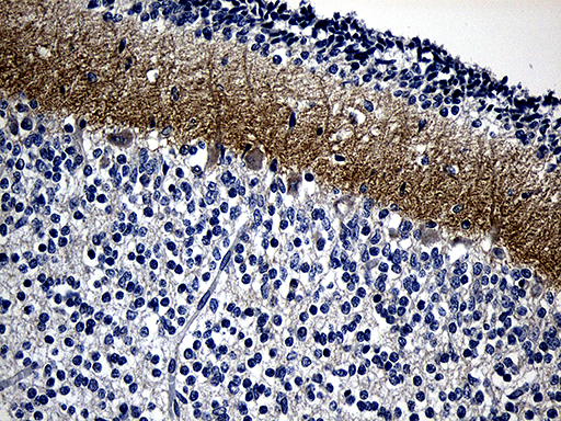 GRM4 / MGLUR4 Antibody - Immunohistochemical staining of paraffin-embedded Human embryonic cerebellum within the normal limits using anti-GRM4 mouse monoclonal antibody. (Heat-induced epitope retrieval by 1mM EDTA in 10mM Tris buffer. (pH8.5) at 120 oC for 3 min. (1:500)