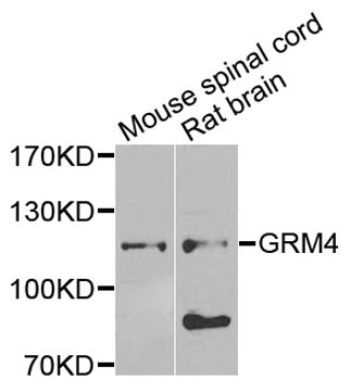 GRM4 / MGLUR4 Antibody - Western blot analysis of extracts of various cells.