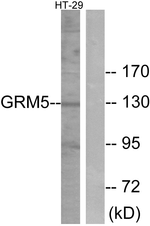 GRM5 / MGLUR5 Antibody - Western blot analysis of lysates from HT-29 cells, using GRM5 Antibody. The lane on the right is blocked with the synthesized peptide.