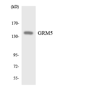 GRM5 / MGLUR5 Antibody - Western blot analysis of the lysates from HeLa cells using GRM5 antibody.