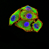 GRM5 / MGLUR5 Antibody - Immunofluorescence analysis of Hela cells using GRM5 mouse mAb (green). Blue: DRAQ5 fluorescent DNA dye. Red: Actin filaments have been labeled with Alexa Fluor- 555 phalloidin. Secondary antibody from Fisher