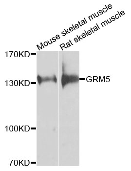 GRM5 / MGLUR5 Antibody - Western blot analysis of extracts of various cells.