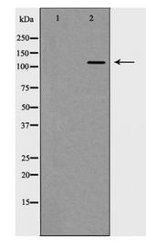 GRM5 / MGLUR5 Antibody - Western blot of GRM5 expression in HT-29 cells
