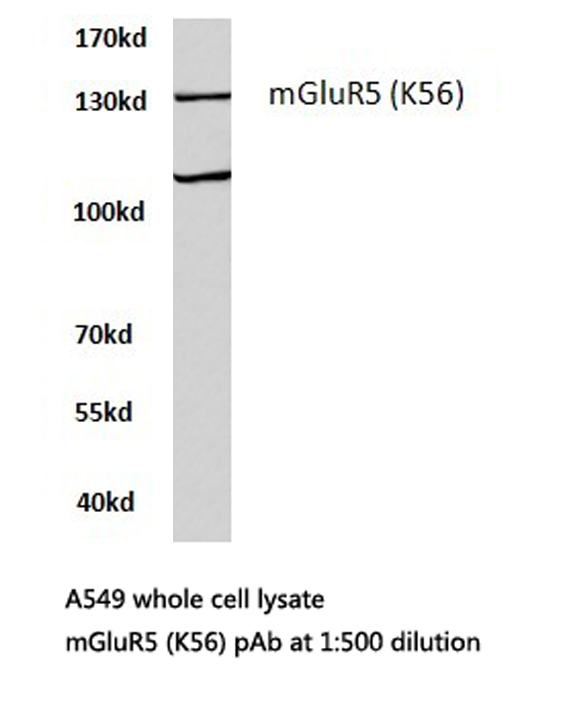 GRM5 / MGLUR5 Antibody - Western blot of mGluR5 (K56) pAb in extracts from A549 cells.