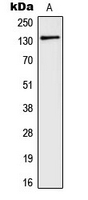 GRM5 / MGLUR5 Antibody - Western blot analysis of mGLUR5 expression in A549 (A) whole cell lysates.