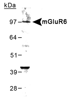 GRM6 / MGLUR6 Antibody - Detection of mGluR6 in mouse brain lysate using antbody at 0.5 ug/ml.  This image was taken for the unconjugated form of this product. Other forms have not been tested.