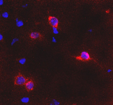 GRM6 / MGLUR6 Antibody - Immunofluorescence detection of GluR6 in trapezoid body in mouse brain (red). DAPI was used to counterstain cell nuclei.  This image was taken for the unconjugated form of this product. Other forms have not been tested.