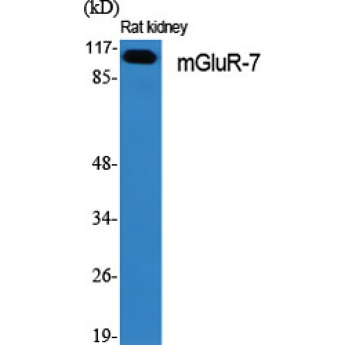 GRM7 / MGLUR7 Antibody - Western blot of mGluR-7 antibody