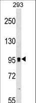 GRM7 / MGLUR7 Antibody - GRM7 Antibody western blot of 293 cell line lysates (35 ug/lane). The GRM7 antibody detected the GRM7 protein (arrow).