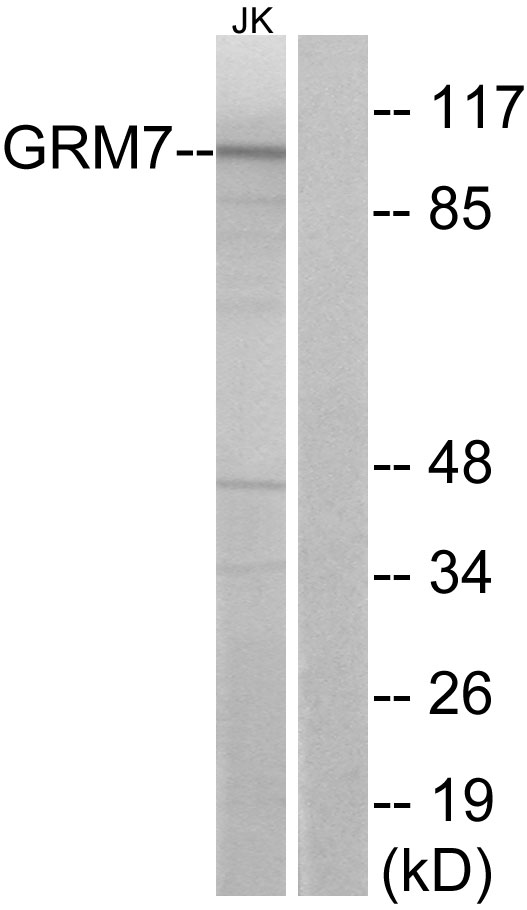 GRM7 / MGLUR7 Antibody - Western blot analysis of lysates from Jurkat cells, using GRM7 Antibody. The lane on the right is blocked with the synthesized peptide.