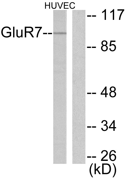 GRM7 / MGLUR7 Antibody - Western blot analysis of lysates from HUVEC cells, using mGluR7 Antibody. The lane on the right is blocked with the synthesized peptide.