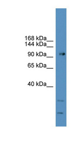 GRM7 / MGLUR7 Antibody - GRM7 / MGLUR7 antibody Western blot of 721_B cell lysate.  This image was taken for the unconjugated form of this product. Other forms have not been tested.