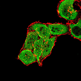 GRM7 / MGLUR7 Antibody - Immunofluorescence analysis of SMMC-7721 cells using GRM7 mouse mAb (green). Blue: DRAQ5 fluorescent DNA dye. Red: Actin filaments have been labeled with Alexa Fluor- 555 phalloidin. Secondary antibody from Fisher