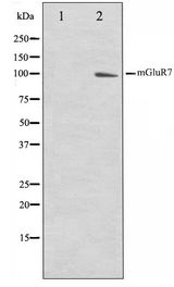 GRM7 / MGLUR7 Antibody - Western blot of HUVEC cell lysate using mGluR7 Antibody