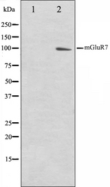 GRM7 / MGLUR7 Antibody - Western blot analysis on HuvEc cell lysates using mGluR7 antibody. The lane on the left is treated with the antigen-specific peptide.