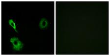GRM7 / MGLUR7 Antibody - Peptide - + Immunofluorescence analysis of A549 cells, using GRM7 antibody.