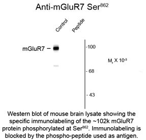 GRM7 / MGLUR7 Antibody