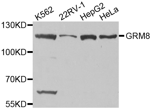 GRM8 / MGLUR8 Antibody - Western blot analysis of extracts of various cell lines.