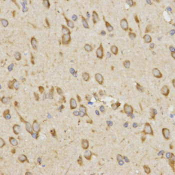 GRM8 / MGLUR8 Antibody - Immunohistochemistry of paraffin-embedded rat brain tissue.
