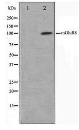 GRM8 / MGLUR8 Antibody - Western blot of mouse brain cell lysate using mGluR8 Antibody