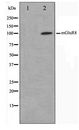 GRM8 / MGLUR8 Antibody - Western blot of mouse brain cell lysate using mGluR8 Antibody