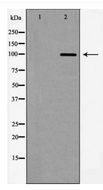 GRM8 / MGLUR8 Antibody - Western blot of GluR8 expression in Mouse brain extract