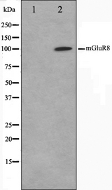 GRM8 / MGLUR8 Antibody - Western blot analysis on mouse brain cell lysates using mGluR8 antibody. The lane on the left is treated with the antigen-specific peptide.