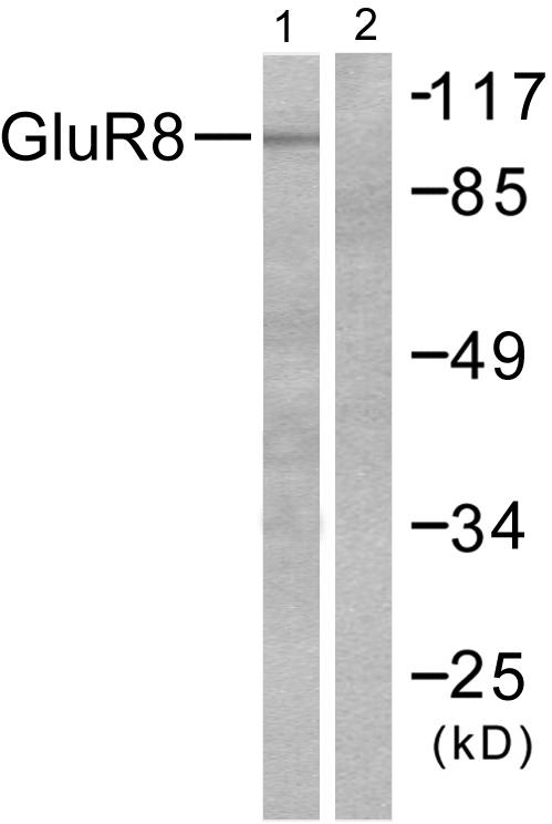 GRM8 / MGLUR8 Antibody - Western blot analysis of extracts from mouse brain, using GluR8 antibody.