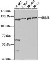GRM8 / MGLUR8 Antibody - Western blot analysis of extracts of various cell lines using GRM8 Polyclonal Antibody at dilution of 1:1000.