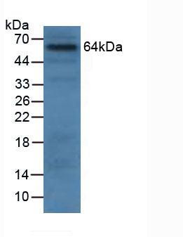 GRN / Granulin Antibody - Western Blot; Sample: Human 293T Cells.