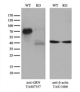 GRN / Granulin Antibody - Equivalent amounts of cell lysates  and GRN-Knockout 293T cells  were separated by SDS-PAGE and immunoblotted with anti-GRN monoclonal antibody(1:100). Then the blotted membrane was stripped and reprobed with anti-b-actin antibody  as a loading control.