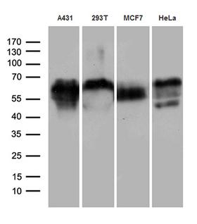 GRN / Granulin Antibody - Western blot analysis of extracts. (35ug) from 4 different cell lines by using anti-GRN monoclonal antibody. (1:500)